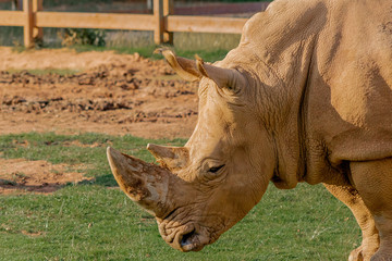 a white rhino grazing in a green meadow