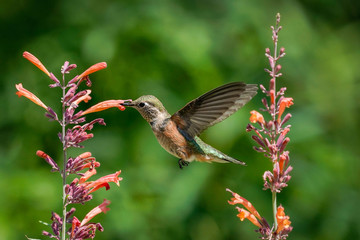 Broad-tailed Hummingbird