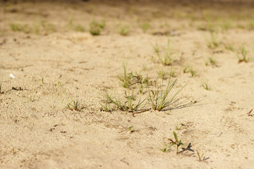 grass in soil