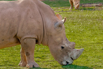 a white rhino grazing in a green meadow