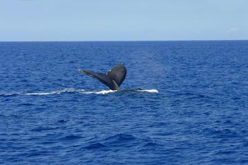 Big Island Whale Watch