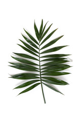 Palm leaf isolated on a white background.