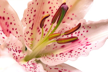 lily isolated