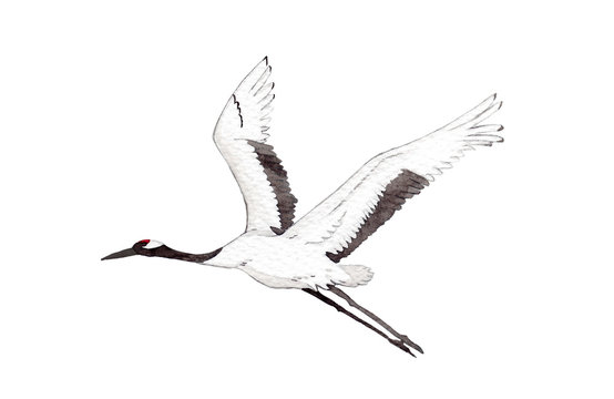 Japanese red-crown crane bird flying on white background.  watercolor hand painting illustration for decoration on wallpaper, fabric textile, cover page, template, postcard, poster.