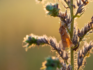 Orange swift, orange moth (Triodia sylvina) in morning sun