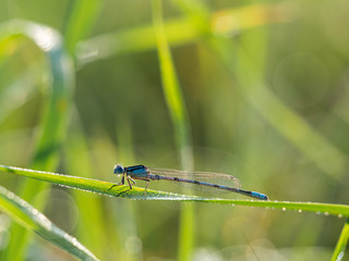 Common blue damselfly (Enallagma cyathigerum) on blade of grass