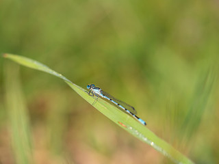 Common blue damselfly (Enallagma cyathigerum) on blade of grass