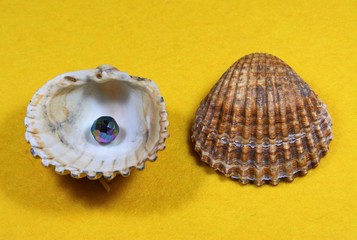 sea shells on a yellow background