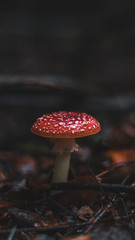 fly agaric