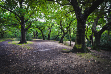 Fototapeta premium Epping forest in London