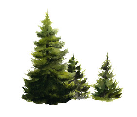 Picture of three fir-tree (spruces) hand drawn in watercolor isolated on a white background. Watercolor illustration.