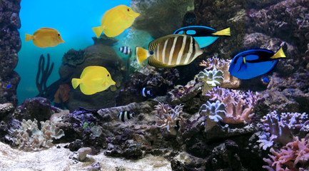 Plakat Tropical fishes on background of a coral reef