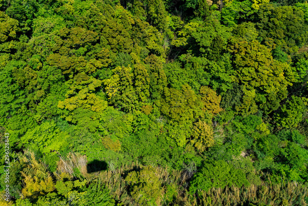 Wall mural green trees top view from cable ropeway , can see ropeway shadow on high view of green trees pattern