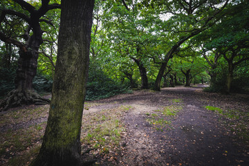 Epping forest in London
