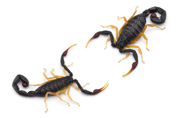 Two African venom Scorpions isolated on white background