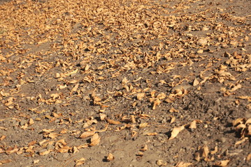 soil with dry autumn leaves