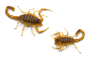 Two African venom Scorpions isolated on white background