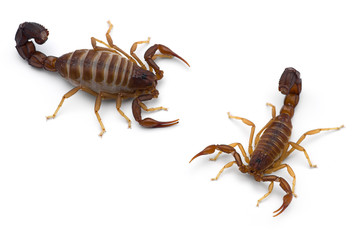 Two African venom Scorpions isolated on white background