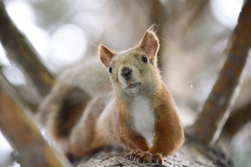 squirrel on a tree