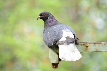 pigeon in the park
