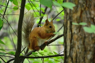 squirrel eating nut