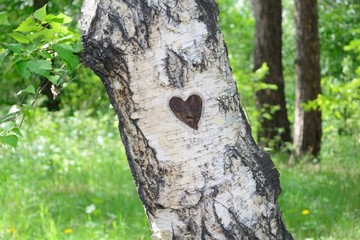 trunk of a tree