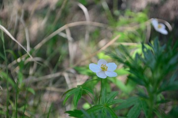 white flowers in grass