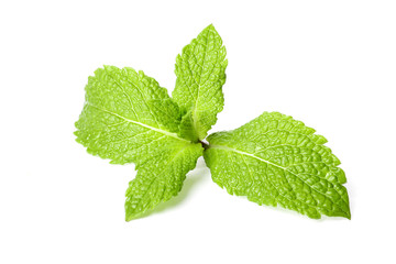 Branch mint leaves isolated on white background
