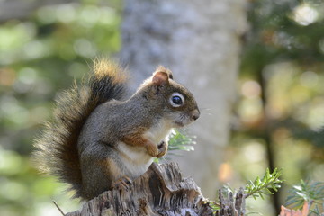 squirrel eating nut