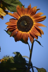 sunflower on background of blue sky