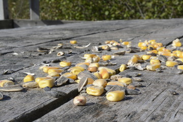 seeds on table