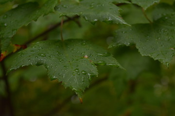 water drops on leaf