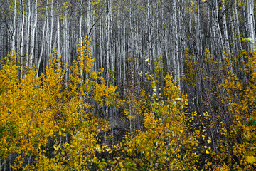 Aspen Trees Colorado