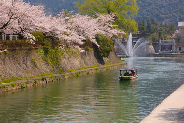 京都　岡崎　桜