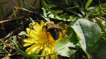 Bee and sunflower