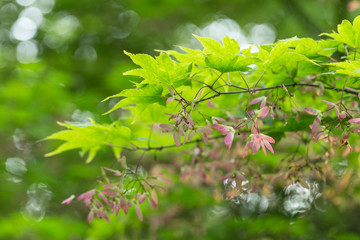 Green spring leaves of Amur Maple tree. Japanese maple (acer japonicum) leaves on a natural background. Acer japonicum downy japanese-maple or fullmoon maple green foliage.