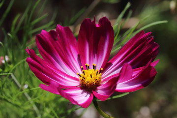 Cosmos bipinnatus Picotee, also known as Cosmea, blooms in the period between July and October with pink hues