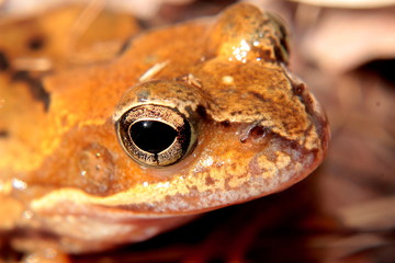 Отражение солнца в глазу лягушки