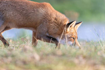 Rotfuchs in der Wildnis, Wildlife und Natur