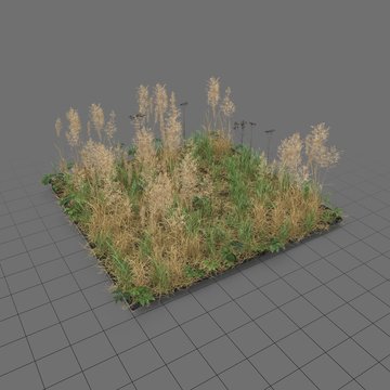 Grass meadow patch