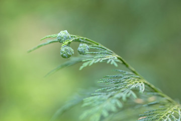 Lawson cypress (Chamaecyparis lawsoniana) is a species of conifer in the genus Chamaecyparis. branches with cones Chamaecyparis lawsoniana (Port Orford cedar) selective focus, blurred background