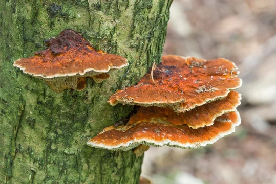 サルノコシカケ毒性」の写真素材 | 74件の無料イラスト画像 | Adobe Stock