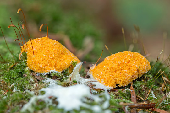   Fuligo septica mushroom is a species of plasmodial slime mold. Mycetozoa Fuligo septica. Fuligo septica growing on a stump it a forest. Fuligo septica is a species Myxomycetes class.