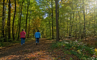 Fototapeta premium Nordic Walking im Wald