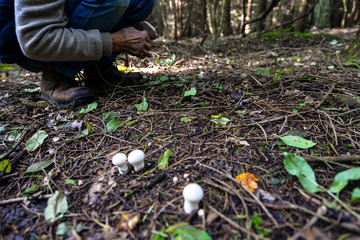 Obraz premium Wild mushrooming picking