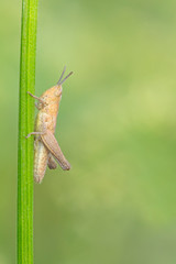 Detail of grasshopper in summer sun on blurred green background. grasshopper on green grass. macro photography of grasshopper.