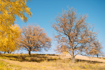 Autumn landscape in the forest. Beautiful yellow oaks in the fall.