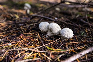 Wild mushrooming picking