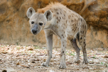 hyena