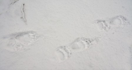 traces of bear on the snow